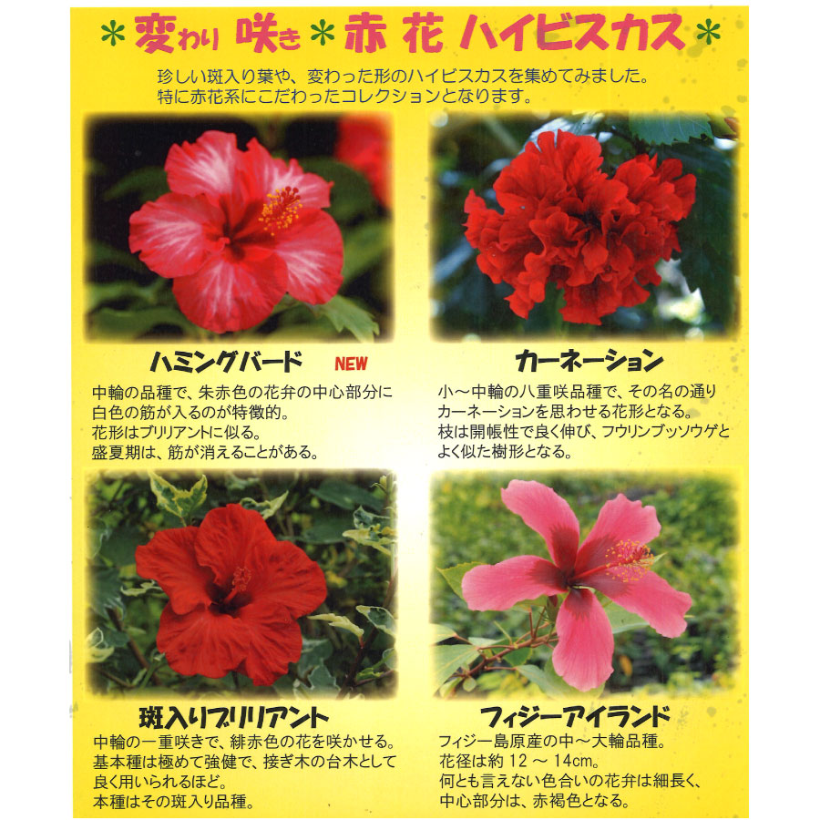 楽天市場】【セール品！】 ハイビスカス レア品種 プレミアム 4号