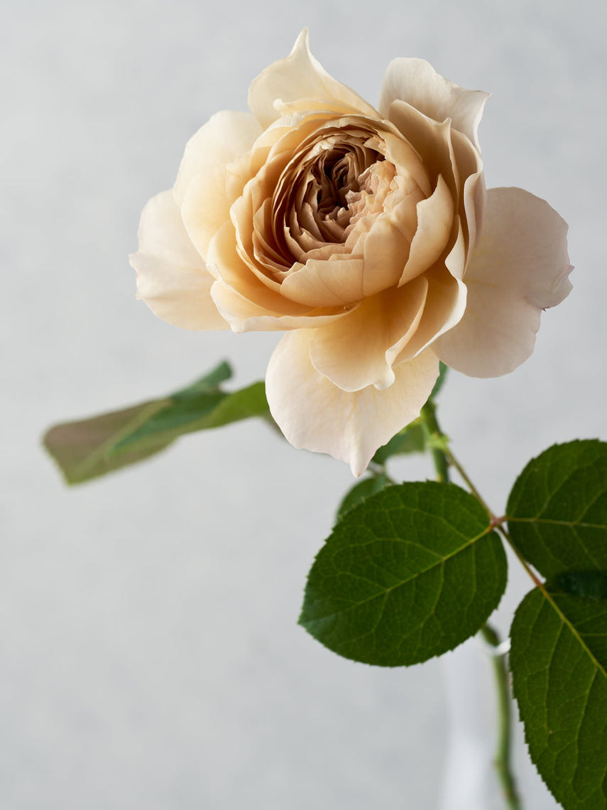 わばら図鑑 – WABARA online store