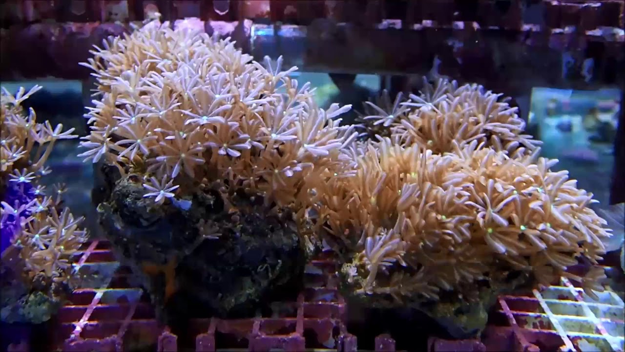 丁香珊瑚Jasmine Polyp 2K - YouTube