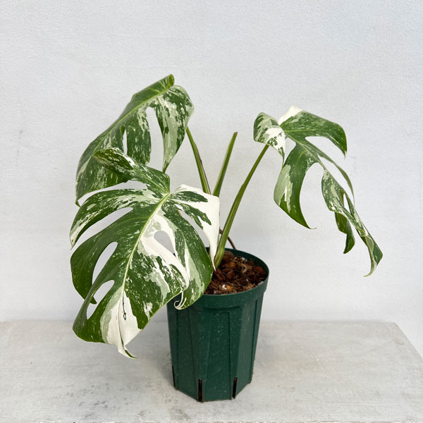 園芸ネット本店｜[ザ・ファームセレクト]モンステラ：ボルシギアーナ