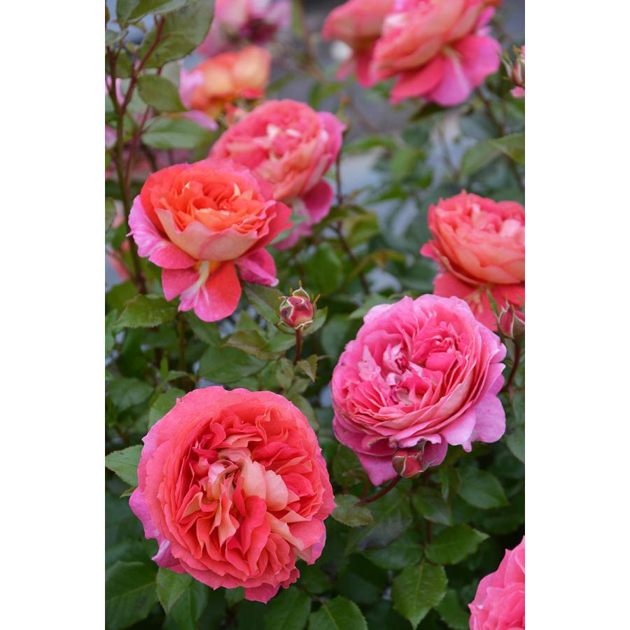 バラ苗 アルゴノーツ (大苗) シュラブ 四季咲き 中輪 オレンジ系 ロサ