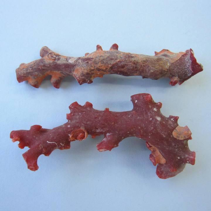 日本 高知産血赤珊瑚 原木 （2本セット） 素材 枝 パーツ 宝石サンゴ