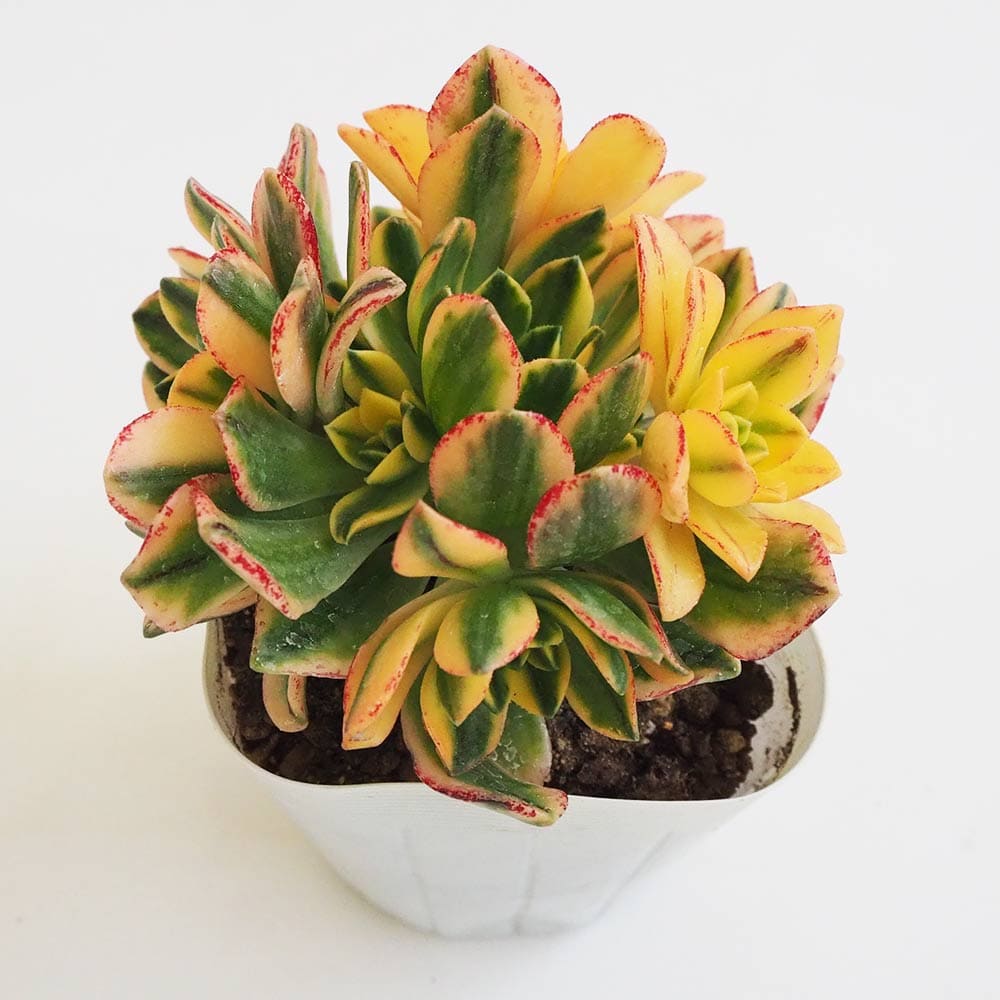 アエオニウム｜【植物のITANSE】全品送料無料・即出荷!