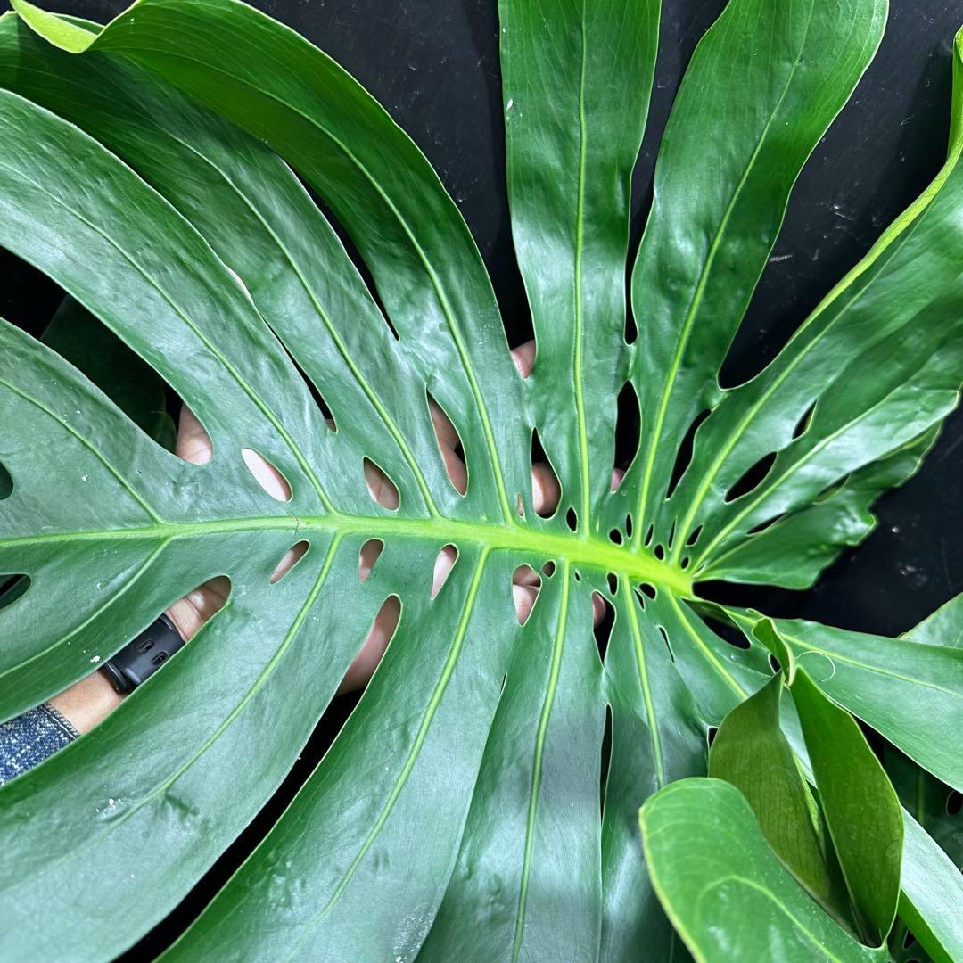モンステラデリシオーサマクロコズム超希少系統鉢植え84㎝