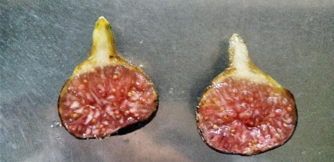 アボカド　いちじくなどの穂木　注文確認用