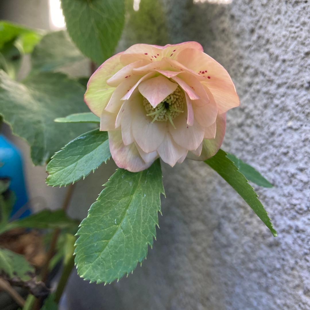 クリスマスローズ　極小輪ダブル　ピンク クリスマスローズ ダブル/(ピンク系)3.5〜4寸苗 : 岩崎園芸ネット