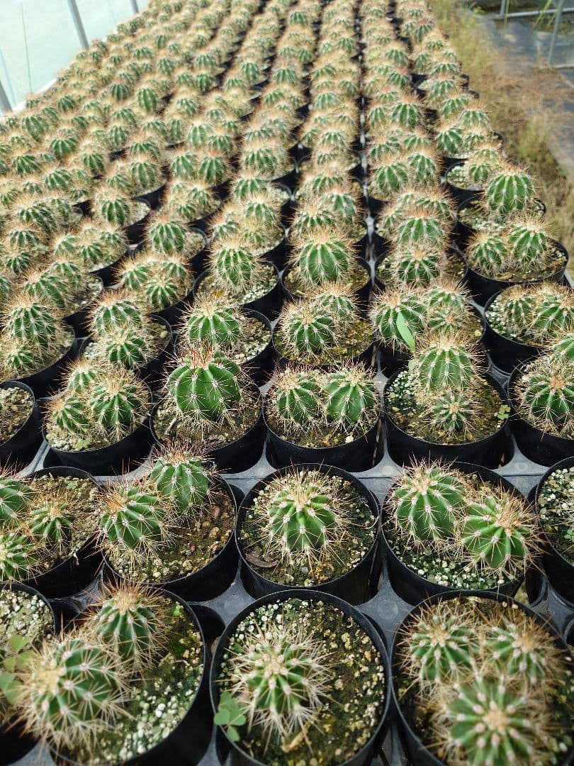 スクレント様弁慶柱30金鯱10 弁慶柱 - Collection : コレクション - NEO GREEN : ネオグリーン